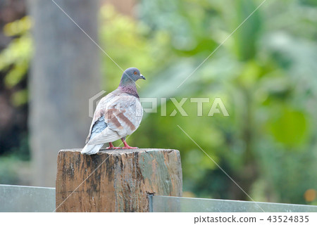 Pigeon on nature background 43524835