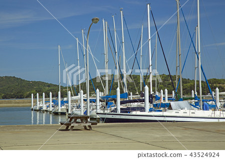 Cow window yacht lover 43524924