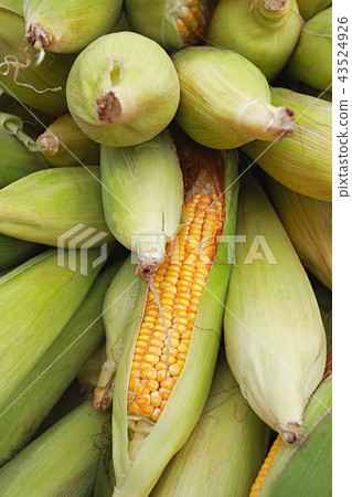 Sweet corn or Zea mays L. var. rugosa, Goa 43524926