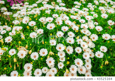 flowerbed of white african daisies Dimorphoteca 43525164