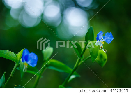 Grass Grass 43525435