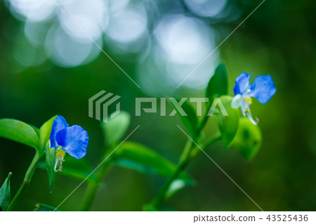 Grass Grass 43525436