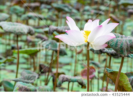 Beautiful white and pink lotus in pond of garden. Beautiful white and pink lotus in pond of garden. 43525444