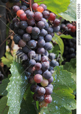Wine grapes Muscat Belie A Wine grapes Muscat Belie A 43525609