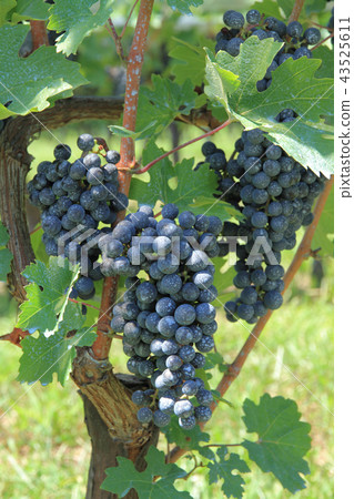Grape for wine Cabernet · Sauvignon Grape for wine Cabernet · Sauvignon 43525611