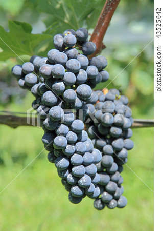 Grape for wine Cabernet · Sauvignon Grape for wine Cabernet · Sauvignon 43525642