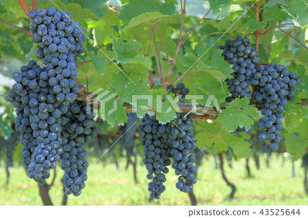 Grape for wine Cabernet · Sauvignon Grape for wine Cabernet · Sauvignon 43525644