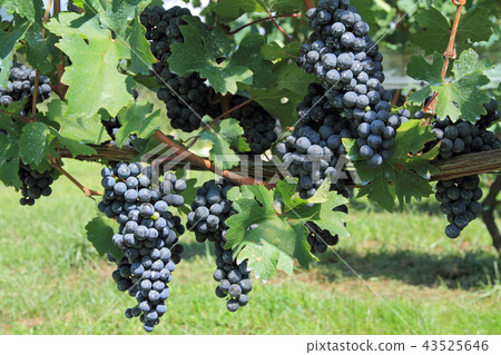 Grape for wine Cabernet · Sauvignon Grape for wine Cabernet · Sauvignon 43525646