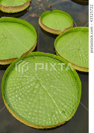 擁擠的睡蓮 43525722