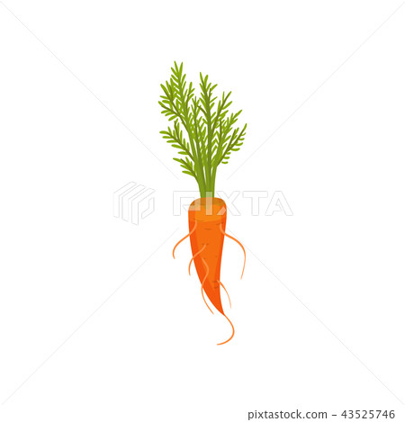 Bright orange carrot with roots and green top. Ripe vegetable. Edible plant. Flat vector for book Bright orange carrot with roots and green top. Ripe vegetable. Edible plant. Flat vector for book 43525746