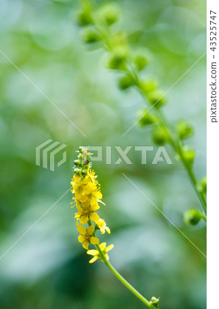 金水拉 金水拉 43525747