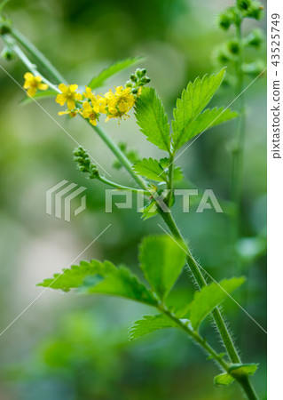 金水拉 金水拉 43525749