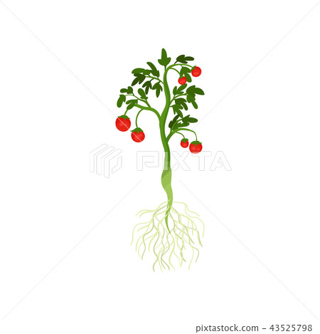 Green plant with ripe cherry tomatoes and long roots. Organic vegetable from garden. Healthy Green plant with ripe cherry tomatoes and long roots. Organic vegetable from garden. Healthy 43525798