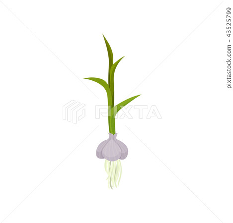 Garlic with green stem and roots. Organic food. Flat vector element for book or poster about growing 43525799