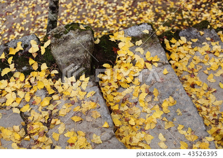 Fall of Konami River 43526395