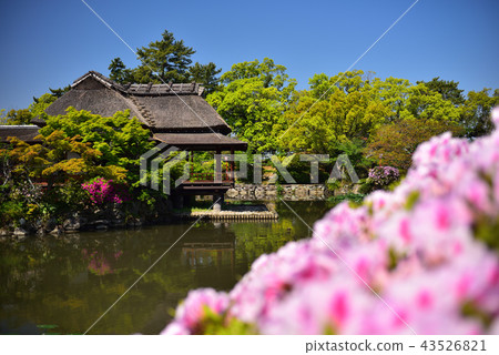 Bakurintei and Azalea 43526821