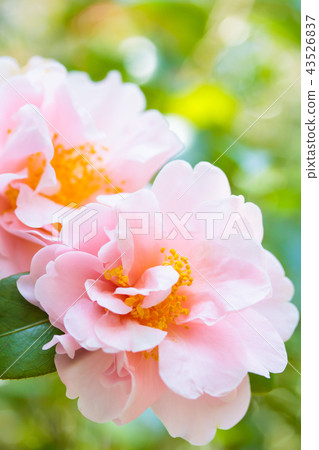 Western species Tsubaki · Easter morn 43526837