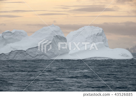Large Iceberg floating at sunset, Antarctica 43526885