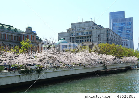 大阪Nakanoshima櫻花樹 43526893