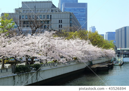 大阪Nakanoshima櫻花樹 43526894