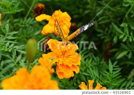 Black-tailed leopard female (in front) 2 in close-up in marigold flower bed 43526901