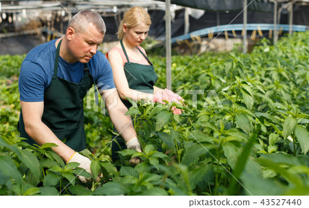 Man and woman horticulturistes arranging vine spinach Man and woman horticulturistes arranging vine spinach 43527440