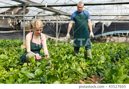 Man and woman working with Malabar spinach seedlings 43527605