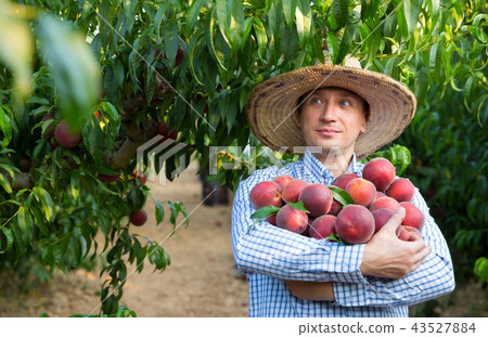Man horticulturist in hat holding stack of tasty peaches in garden 43527884