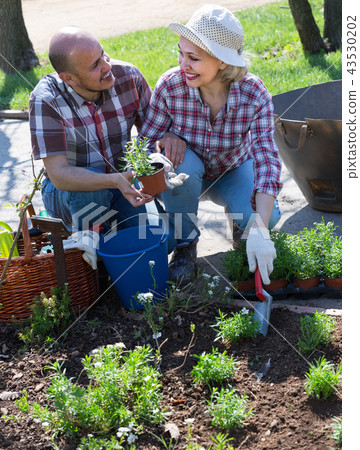 portrait of a lovely senior couple taking care of green plants in the garden 43530202