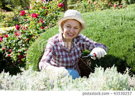 Senior woman trimming a green hedge 43530257