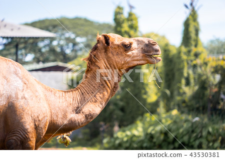Camel head is eating grass in national park Camel head is eating grass in national park 43530381