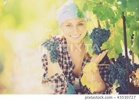 Portrait of glad female worker at grape farm 43530727