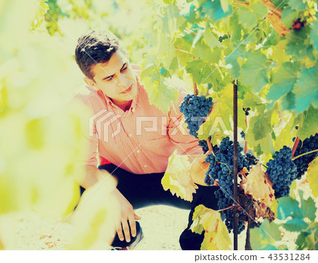 man cutting clusters of wine grape. man cutting clusters of wine grape. 43531284
