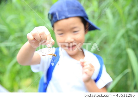 A child who catches a dragonfly 43531290