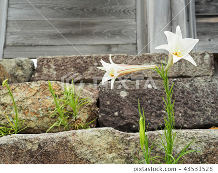 美麗綻放的百合花 美麗綻放的百合花 43531528