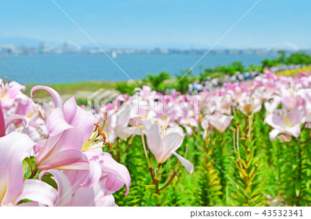 百合花綻放的大阪灣風景 百合花綻放的大阪灣風景 43532341
