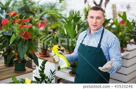 Man gardener is demonstraiting substances for care of flowers in greenhouse. Man gardener is demonstraiting substances for care of flowers in greenhouse. 43533248