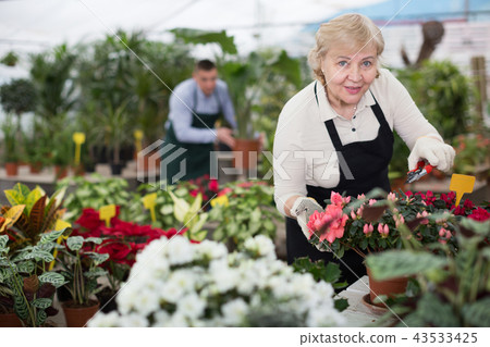 Portrait of female gardener with secateur who is taking care of flowers Portrait of female gardener with secateur who is taking care of flowers 43533425