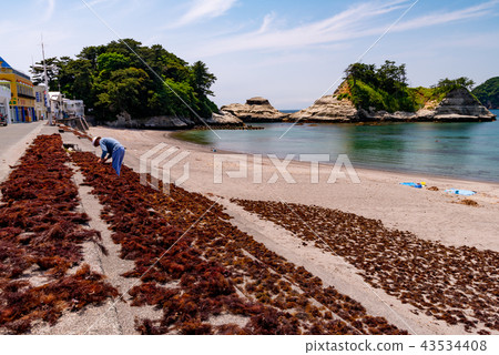 [Shizuoka Prefecture Nishiizu-cho] Dogashima Nishina, Tengusa dried 43534408