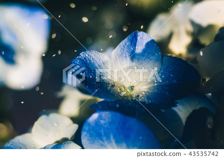 Beautiful blue yellow hydrangea flowers with dew drops Beautiful blue yellow hydrangea flowers with dew drops 43535742