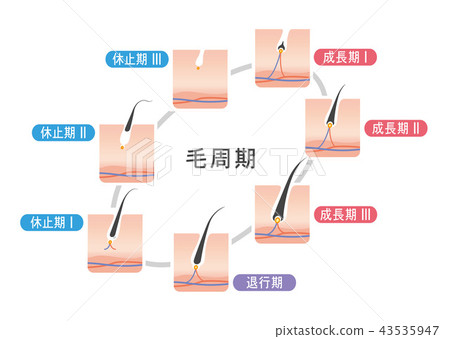 Hair cycle hair cycle illustration 43535947