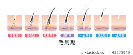 頭髮週期頭髮週期例證 43535949