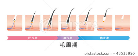 Hair cycle hair cycle illustration Hair cycle hair cycle illustration 43535950
