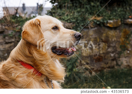 Young golden retriever dog on nature background Young golden retriever dog on nature background 43536573