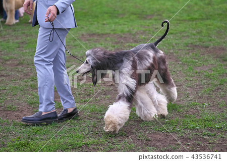 Afghan Hound Elegant Longhair Dog close-up 43536741