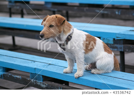Terrier breed of dogs isits on a bench 43536742