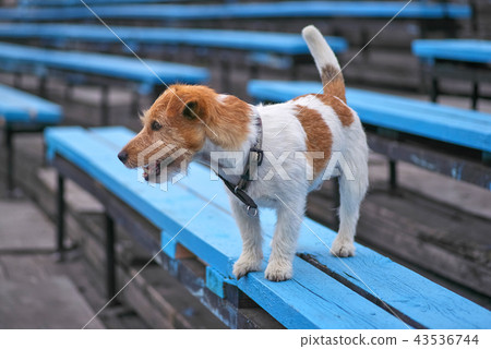 Terrier breed of dogs isits on a bench 43536744