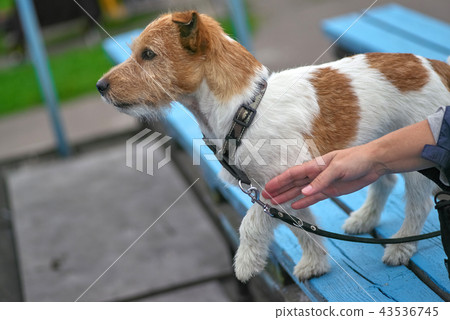 Terrier breed of dogs intended for hunting 43536745