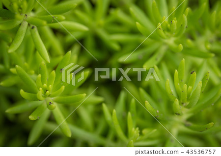 Flower sedum Flower sedum 43536757