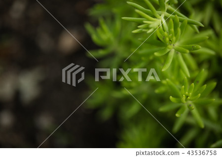 Flower sedum Flower sedum 43536758